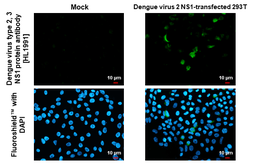 Anti-Dengue virus NS1 protein antibody [HL1991] used in Immunocytochemistry/ Immunofluorescence (ICC/IF). GTX637892